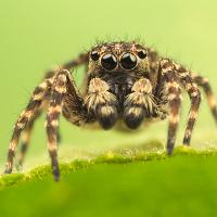 Jumping Spider - Sitticus pubescens 9 
